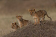 Three young lion cubs on a mound.  