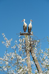 Two white storks in the nest against blue sky