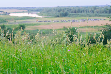 Wall Mural - Beautiful natural background with grass and wildflowers.