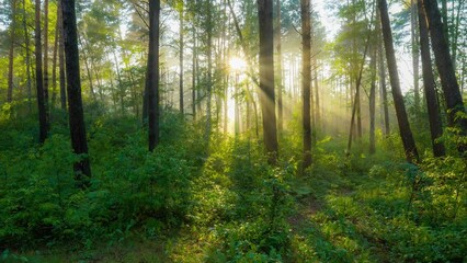 Fototapete - Morning summer foggy forest nature. Rich green foliage, light fog and sunrays shining through the trees. Beautiful sunlight in the forest. 