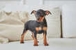 Portrait of a black and tan miniature pinscher puppy