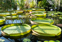 Greenhouse With Tropical Victoria Amazonica. Pond In Glasshouse With Giant Water Lily And Aquatic Plants.