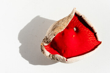 Sarcoscypha austriaca or Sarcoscypha coccinea isolated