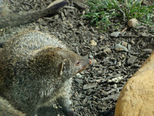 Brindle Mongoose (Mungos Mungo) Head Detail