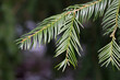© Anna - Cephalotaxus fortunei the Chinese plum-yew natural green background of evergreen coniferous tree