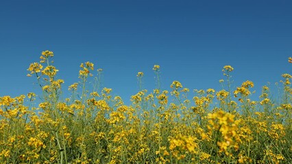 Fotomurales - Bees pollinating blooming yellow canola (Brassica Napus) flower in field
