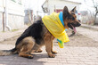 © Angelov - german shepherd patriot of Ukraine, flag of ukraine