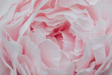 Dettaglio peonia rosa