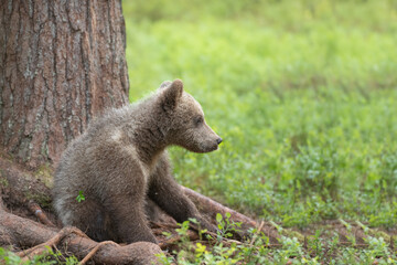 Wall Mural - brown bear cub (ursus arctos) sitting in the boreal forest in finland
