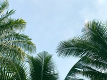 Coconut Tree Leaves With Blue Sky In The Background.