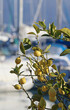 Beautiful lemon tree on the French Riviera, on the seafront of the town of Mandelieu-La Napoule