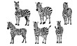 vector image of six zebras standing