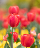 Fototapeta Kwiaty - Close-up of tulips blooming in the garden