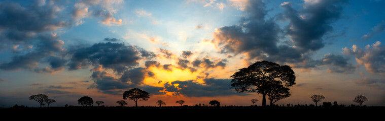 Wall Mural - panorama silhouette tree in africa with sunset blue sky .tree silhouetted against a setting sun.dark