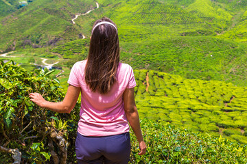 Canvas Print - Beautiful Tea plantations