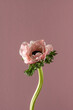 Pink white anemone single flower on pink background. Minimal nature concept, front view