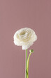 White ranunculus single flower on pink background. Minimal nature concept, front view