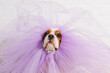 Portrait of amazing Cavalier King Charles spaniel wearing purple fluffy organza cape on snout sitting at white wall.