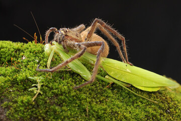 A spider huntsman is eating a praying mantis on a rock overgrown with moss. This spider has the scientific name Sparassoidea sp. 