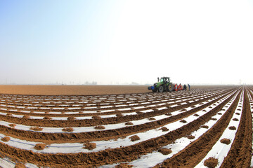 Wall Mural - Farmers use a planter to sow plastic coated potatoes in the field, North China