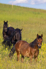 Vertical Shot Of Three Wild Black And Brown Horses Running In The Green Pasture