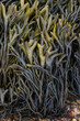 Macro image of seaweed on the beach of St Agnes The Isles of Scilly Cornwall 