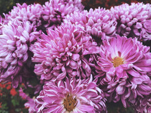 Closeup Shot Of Purple Chrysanthemums