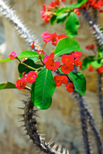 Vertical Shot Of Crown Of Thorns (euphorbia Milii) Bush With Bright Red Flowers Under The Sun