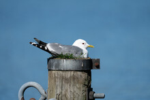 Beautiful, Gray Gull Sitting On The Top Of A Wooden Column With A Background Of The Blue Sky