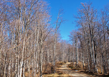 Empty Path In Leafless Birch Tree Forest Against A Blue Sky