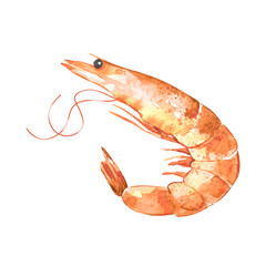 Watercolor mediterranean prawn