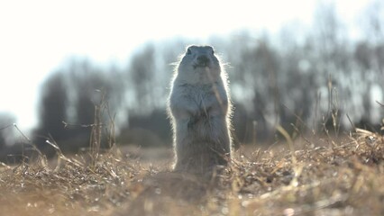 the gopher stands and looks into the camera rodent nature wildlife park forest sky sunset animals fu