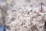 Fototapeta Kuchnia - 桜　