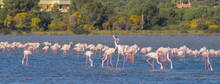 Pink Flamingo Males Fighting For Supremacy
