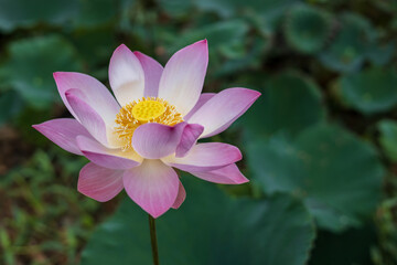 Wall Mural - A close-up view of a large, yellow, pink-petaled lotus flower blooming beautifully with blurred green leaves.