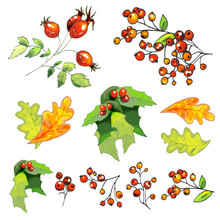 Vector Drawings Of Festive Decoration Elements, Mountain Ash, Podub, Rosehip, Oak, Christmas, New Year Design Hand Drawing, Red Rosehip Berries, Bunches Of Mountain Ash, Yellow Oak Leaves, Holly, Elem