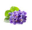 Wild viola flowers