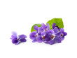 Violet flowers with leaves