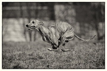 Wall Mural - Dog running in the meadow black and white.