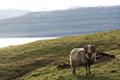 Faroese sheep lambs on sheep farm on Faroe Islands