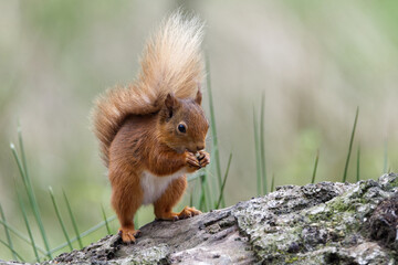 Closeup shot of a cute squirrel in its natural habitat