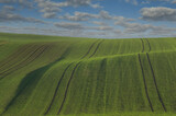 Fototapeta Krajobraz - Getreidefelder im Frühling