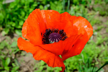 Close up of one red poppy flower in a British cottage style garden in a sunny summer day, beautiful outdoor floral background photographed with soft focus