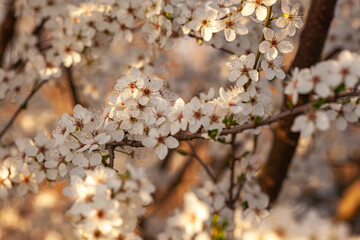 Wall Mural - Plum tree flowers