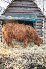 Wall Mural - Photo of Highland cattle in zoo