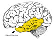 © Ikmai - CEREBRO_LÓBULO TEMPORAL