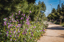 Urban Park With Dirt Road, Wooden Fences And Purple Flowers. Copy Space. Selective Focus.