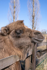 Poster - Photo of camel in zoo