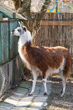 Vertical Shot Of White And Brown Lama Guanicoe Standing Near The Metal Fences In Zoo