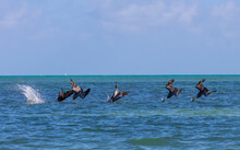 Group Of Pelicans In The Sky Miami, Key Biscayne, Crandon Park